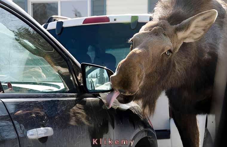 Profesjonalna i w 100% naturalna myjnia samochodowa