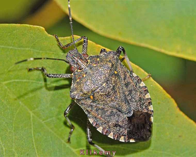 Przetrwałem miliony lat