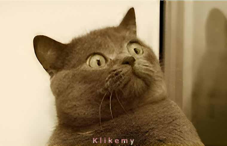 Jak to kupujemy psa?