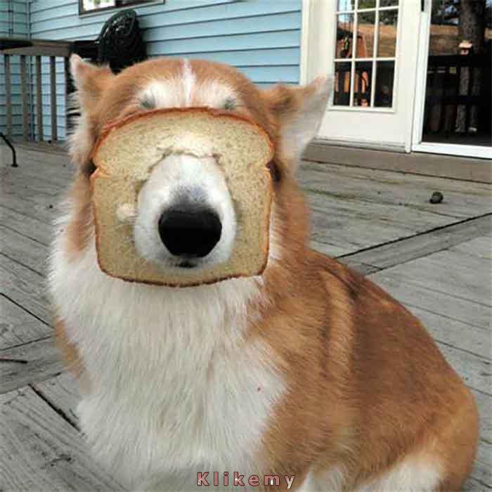 Miał być tu fajny klikem a jak zwykle wyszedł suchar