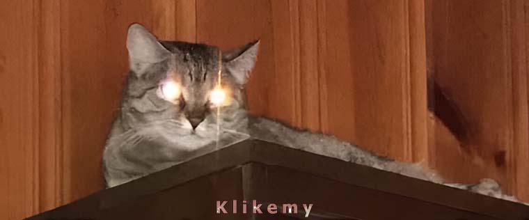 Wydaję ci nakaz nalania mi mleka