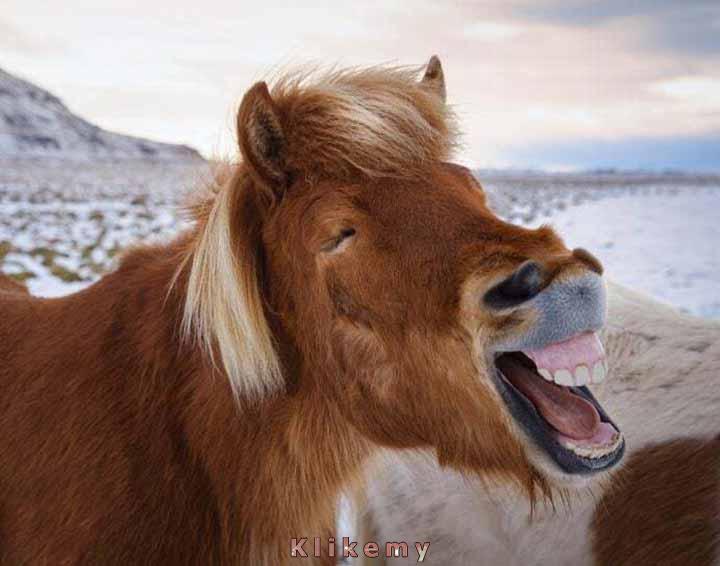 Kiedy twój szef opowiada kiepski dowcip, lecz ty potrzebujesz tej pracy