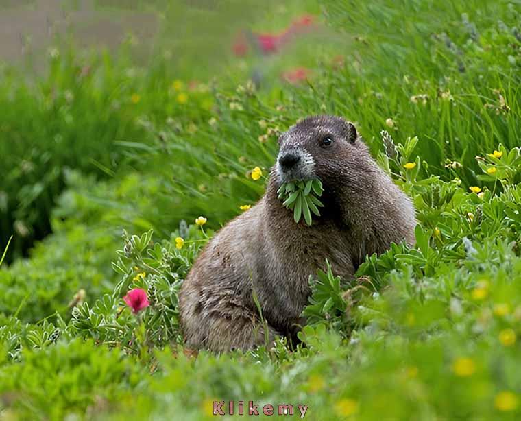 Kiedy kelner znajduje najmniej odpowiednią chwilę, by zapytać mnie czy smakuje mi posiłek