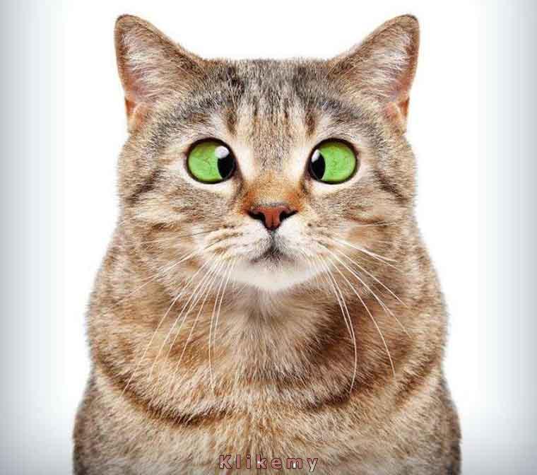 Miło mi cię poznać. Miło mi cię poznać