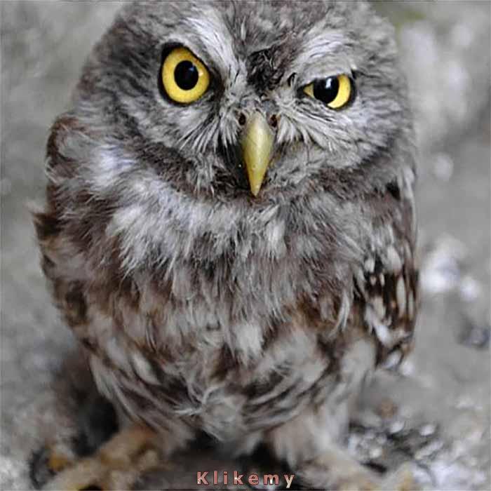 Wyczuwam, że opowiadasz niewiarygodne brednie