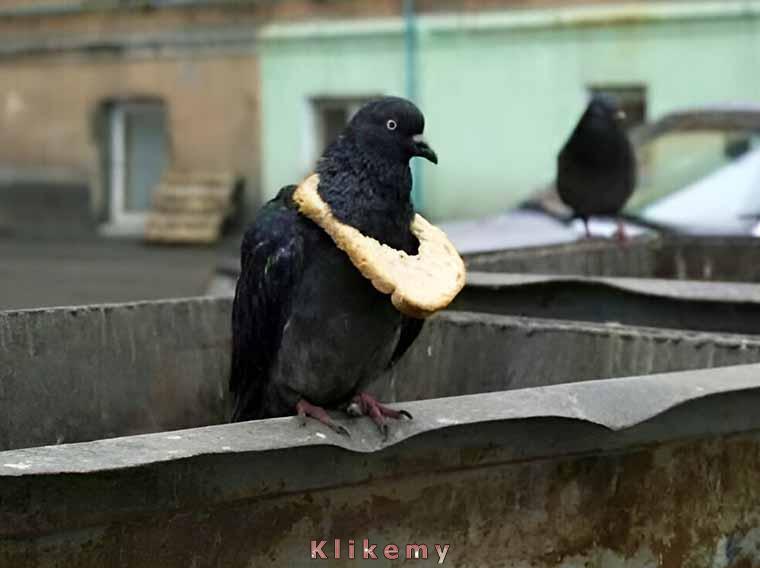 Symbol prawdziwej zamożności i wysokiej pozycji w społeczności gołębi
