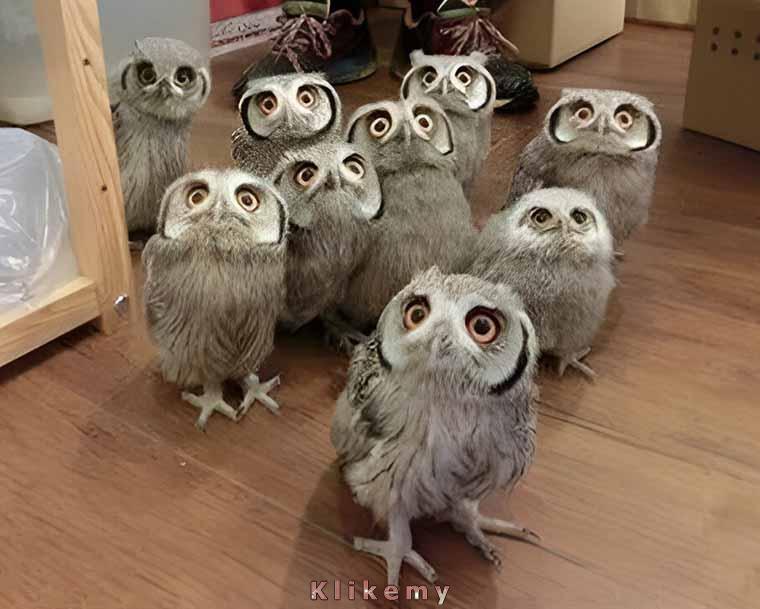 Ktoś w Hogwardzie zbyt często bawił się różdżką