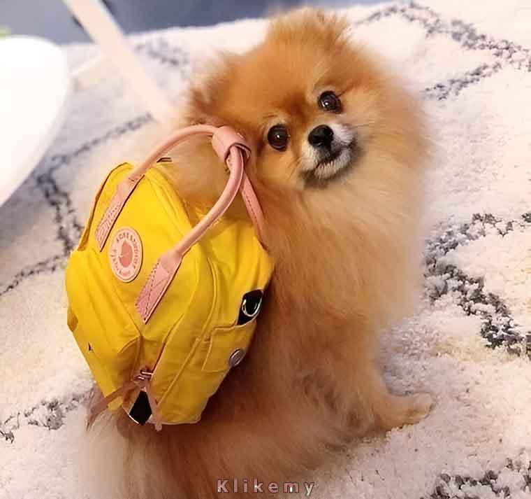 Jeśli nie dostanę przysmaku, zmykam do babci