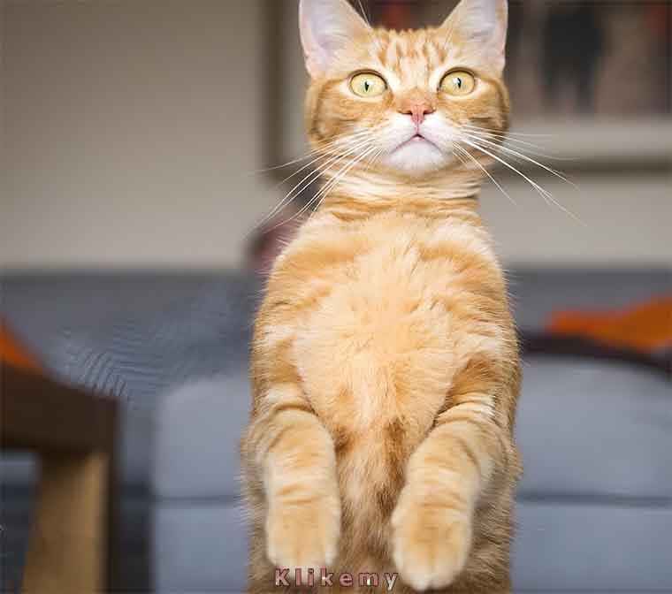 Ostatni raz robię z siebie błazna prosząc o przekąskę