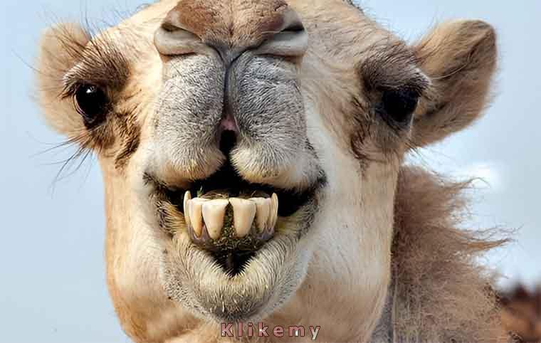 Twoja reakcja na kolejny kiepski dowcip twojego szefa