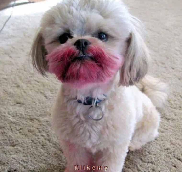 Jestem pewien, że nigdzie nie widziałem twojej szminki