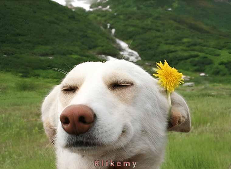 Nikt nie dogoni mojej wspaniałości