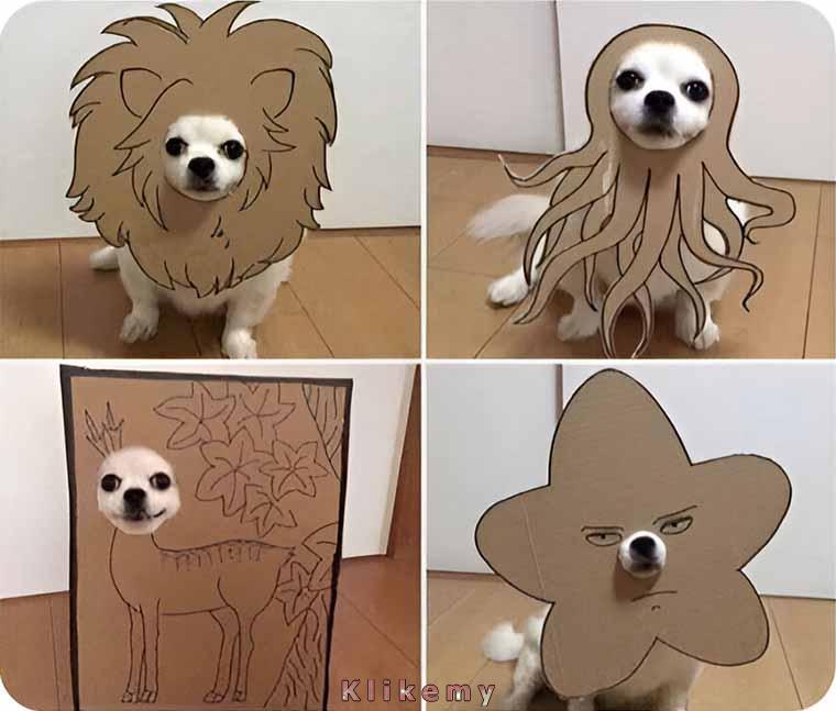 Popraw swój dzień, patrząc na głowy psa w kartonach