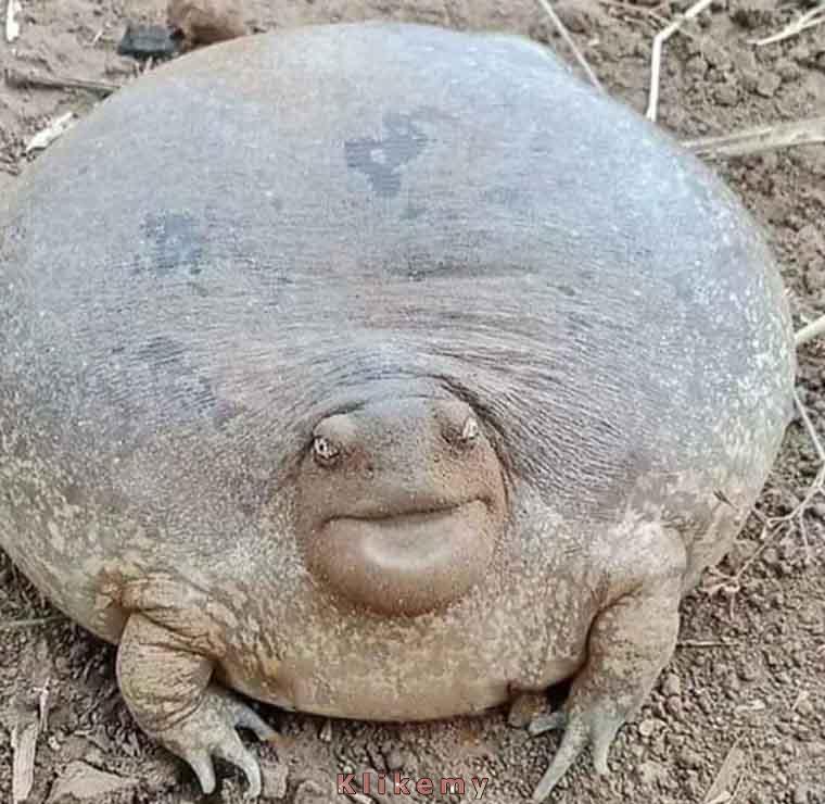 Dostarczyciel pizzy: zamówiła pani 10 dużych pizz, pewnie wyprawiacie tutaj duże przyjęcie?