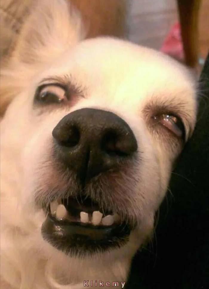 Psiaki są urocze, zwłaszcza kiedy śpią