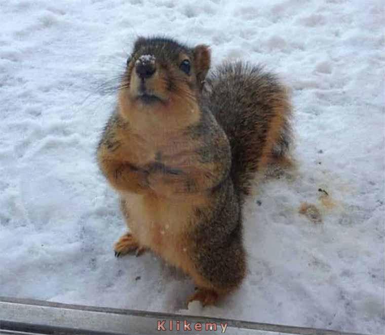 Przepraszam że przeszkadzam