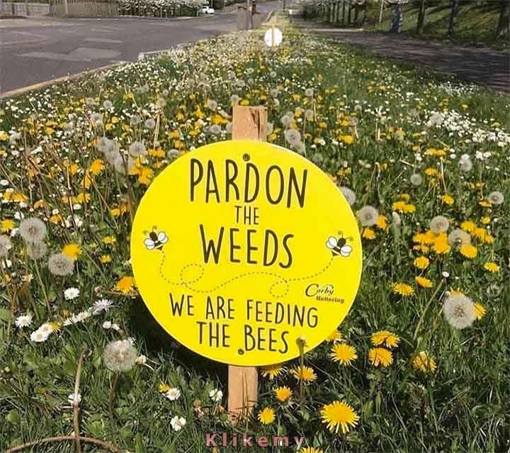Przepraszamy za chwasty, karmimy pszczoły