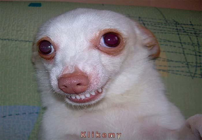 Zupełnie nie wiem kto zjadł tę pieczeń