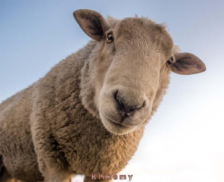 Kiedy po krótkiej drzemce podczas pikniku zbudzony dziwnym uczuciem łaskotania po twarzy, otwierasz oczy