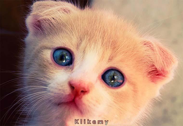 Mój pan nie polubił mojego prezentu