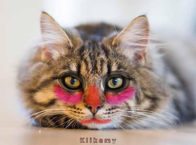 To ja po objerzeniu 5 filmików z kursem robienia makijażu