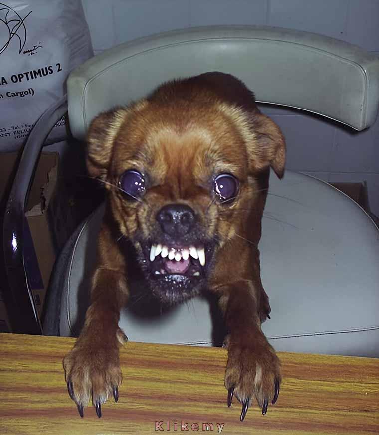 Na co czekasz? Pogłaszcz mnie!