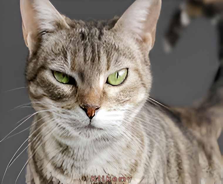 Kiedy właściciel próbuje cię przekonać, że nie zostały już żadne smakołyki